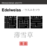 薄雪草　ウスユキソウ　花や植物の名前（漢字表記）を角字で表現してみました。該当する植物についても簡単に解説しています。