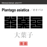 大葉子　オオバコ　花や植物の名前（漢字表記）を角字で表現してみました。該当する植物についても簡単に解説しています。