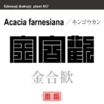 金合歓　キンゴウカン アカシア　花や植物の名前（漢字表記）を角字で表現してみました。該当する植物についても簡単に解説しています。