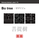 菩提樹　ボダイジュ　花や植物の名前（漢字表記）を角字で表現してみました。該当する植物についても簡単に解説しています。