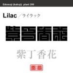 紫丁香花　ライラック ムラサキハシドイ　花や植物の名前（漢字表記）を角字で表現してみました。該当する植物についても簡単に解説しています。