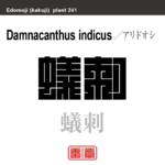蟻刺 虎刺　アリドオシ　花や植物の名前（漢字表記）を角字で表現してみました。該当する植物についても簡単に解説しています。