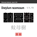 蚊母樹　イスノキ　花や植物の名前（漢字表記）を角字で表現してみました。該当する植物についても簡単に解説しています。