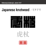 虎杖　イタドリ　花や植物の名前（漢字表記）を角字で表現してみました。該当する植物についても簡単に解説しています。