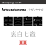 裏白七竈　ウラジロナナカマド　花や植物の名前（漢字表記）を角字で表現してみました。該当する植物についても簡単に解説しています。