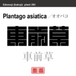 車前草　オオバコ　花や植物の名前（漢字表記）を角字で表現してみました。該当する植物についても簡単に解説しています。