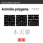 木天蓼　マタタビ　花や植物の名前（漢字表記）を角字で表現してみました。該当する植物についても簡単に解説しています。