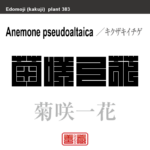 菊咲一花　キクザキイチゲ　花や植物の名前（漢字表記）を角字で表現してみました。該当する植物についても簡単に解説しています。