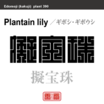 擬宝珠　ギボシ／ギボウシ　花や植物の名前（漢字表記）を角字で表現してみました。該当する植物についても簡単に解説しています。