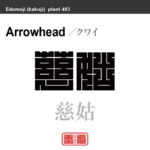 慈姑　クワイ　花や植物の名前（漢字表記）を角字で表現してみました。該当する植物についても簡単に解説しています。